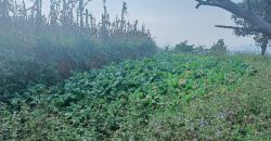 land for sale at bhimdhunga nagarjun