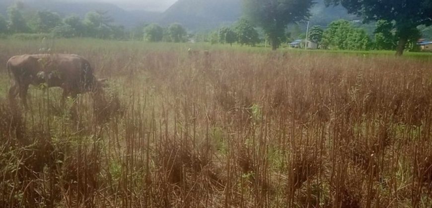 land for sale at bhimdhunga nagarjun